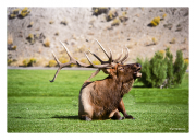 Bugling Elk