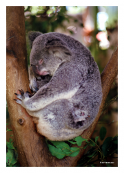 Sleeping Koala