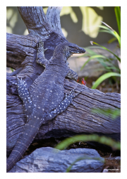 Lizard