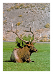 Elk on Break