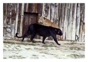 Leopards