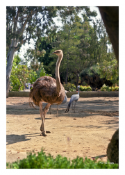 Ostrich