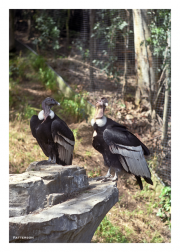 Vultures
