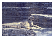 Snow Leopard
