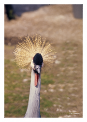 Grey Crowned Crane