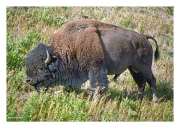Bison