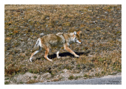 Coyote takes a stroll