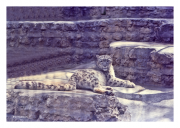 Snow Leopard