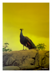 Peacock at sunset