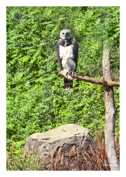 Harpy Eagle