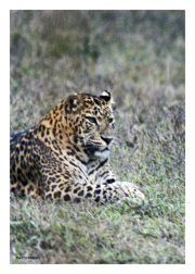 Leopard