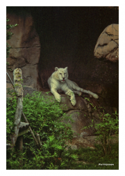 White Tiger