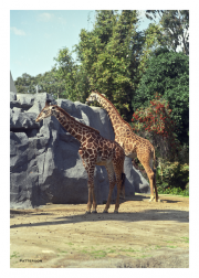 Giraffes