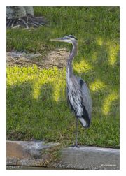 Heron
