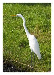 Egret