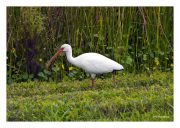 White Ibis