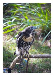 Red-tailed Hawk