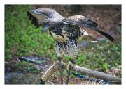 Red-tailed Hawk
