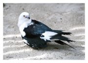 Swallow-tailed Kite