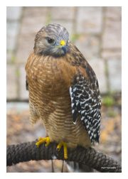 Red-shouldered Hawk