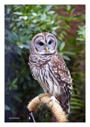 Barred Owl