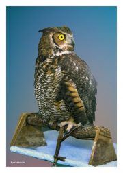 Great Horned Owl