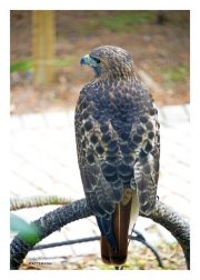 Red-tailed Hawk