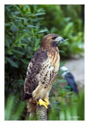 Red-tailed Hawk
