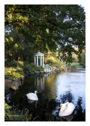 Swans at Morris Arboretum