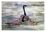 Canadian Geese