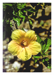Yellow Hibiscus