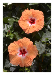 Orange Hibiscus