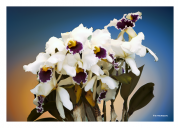 White & Purple Orchids