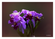Purple Orchids