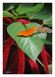 Butterflies