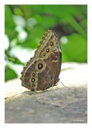 Common Morpho Butterfly