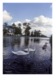 Swans on grounds of Hampton Court Palace