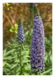 Purple Liatris