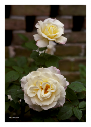White Roses