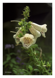 Foxglove