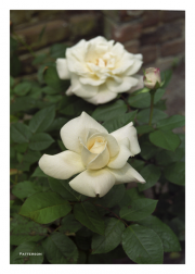White Roses