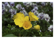 Yellow Pansies
