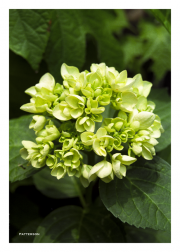 White Hydrangea