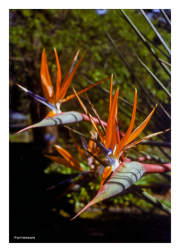Bird of Paradise