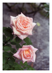 Pink Roses