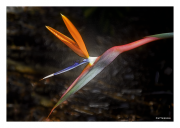 Bird of Paradise