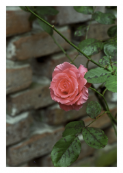 Pink Rose