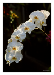 White Orchids
