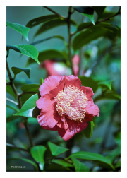 Pink Flower