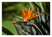 Bird of Paradise